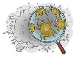 dust mite