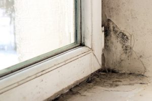 Mold growth