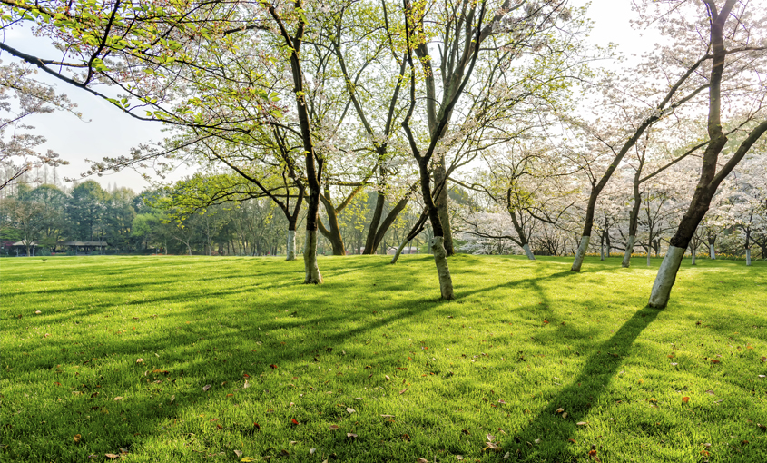 Flowers and trees come back to life in spring